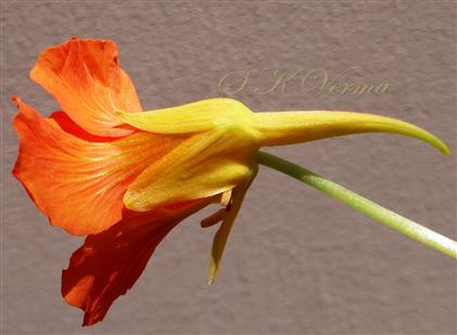  Calyx with 3 post. sepals forming spur